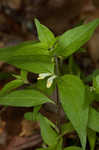 Narrowleaf cowwheat